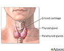 Parathyroidectomy - normal anatomy