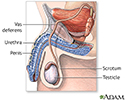 Vasectomy - series - Normal anatomy