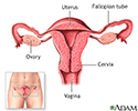 Birth control pill - series - Normal female anatomy