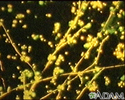 Candida - fluorescent stain