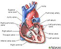 Heart - section through the middle