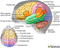 Brain