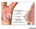 Female Breast