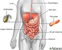 Digestive system
