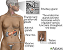 Endocrine glands