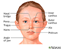The face