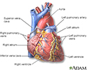 Heart - front view