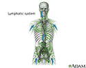Lymphatic system