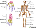 Skeleton