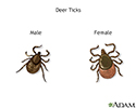 Deer ticks