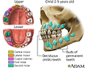 Development of baby teeth