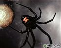 Black widow spider