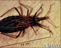 Kissing bug