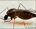 Mosquito, adult feeding on the skin