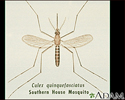 Mosquito, adult