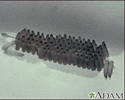 Mosquito egg raft
