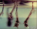 Mosquito, larvae