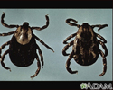 Ticks
