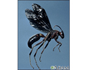 Wasp