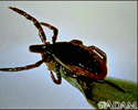 Tick, deer - adult female