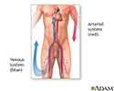 Venous thrombosis - series - Normal anatomy