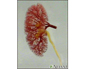Kidney - blood and urine flow