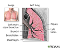 Lung anatomy