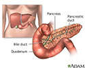 Pancreas