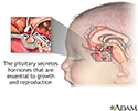 The pituitary gland