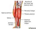 Lower leg muscles