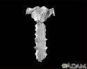 Sternum - view of the outside (anterior)