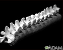 Vertebra, thoracic (mid back)