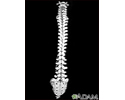 Vertebral column