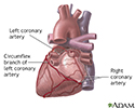 Posterior heart arteries