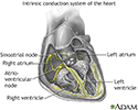 Conduction system of the heart