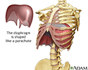 Diaphragm