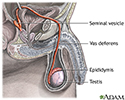 Pathway of sperm