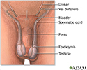 Testicular torsion repair - series