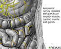 Autonomic Nerves
