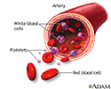 Formed elements of blood
