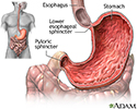 Stomach