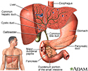 Gallbladder