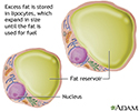 Lipocytes (fat cells)