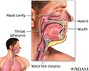 Upper respiratory tract