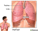 Diaphragm and lungs