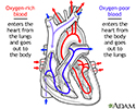 Circulation of blood through the heart