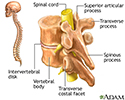 Vertebrae