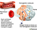 Hemoglobin