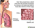 Respiratory cilia