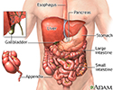 Abdominal organs